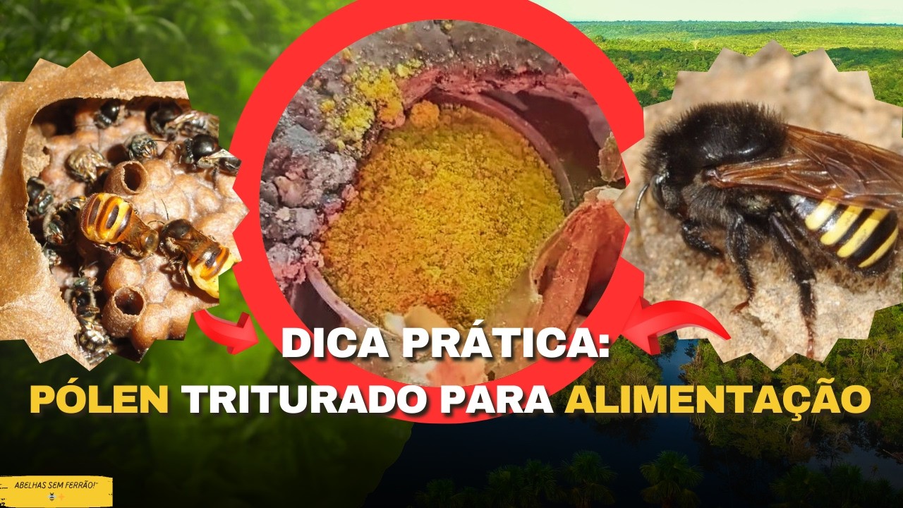 COMIDA para abelha sem ferrão  | PÓLEN TRITURADO e Xarope