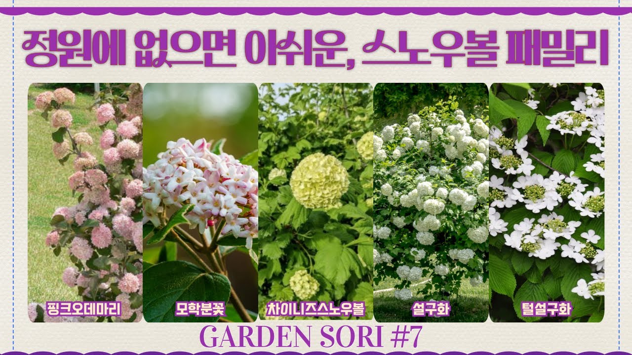둥근 꽃송이의 향연 스노우볼 시리즈🌿핑크오데마리·차이니즈 스노우볼·설구화·털설구화