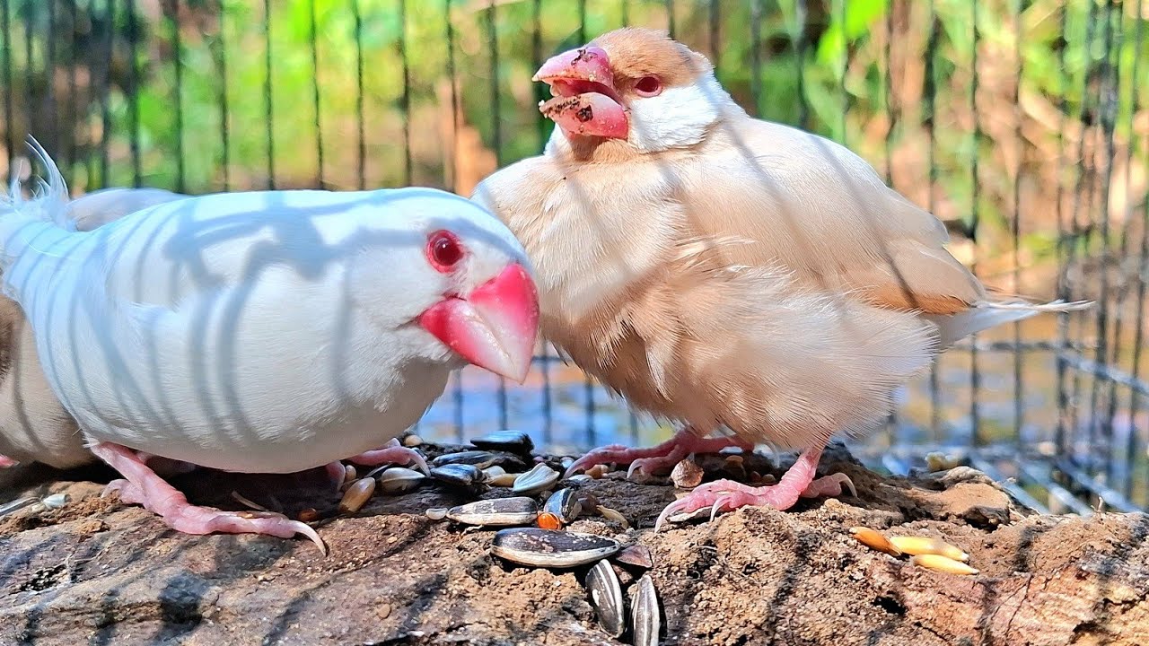 Java sparrows sing sweet songs so funny. They enjoy singing and seeing flowers in the beauty river. 
