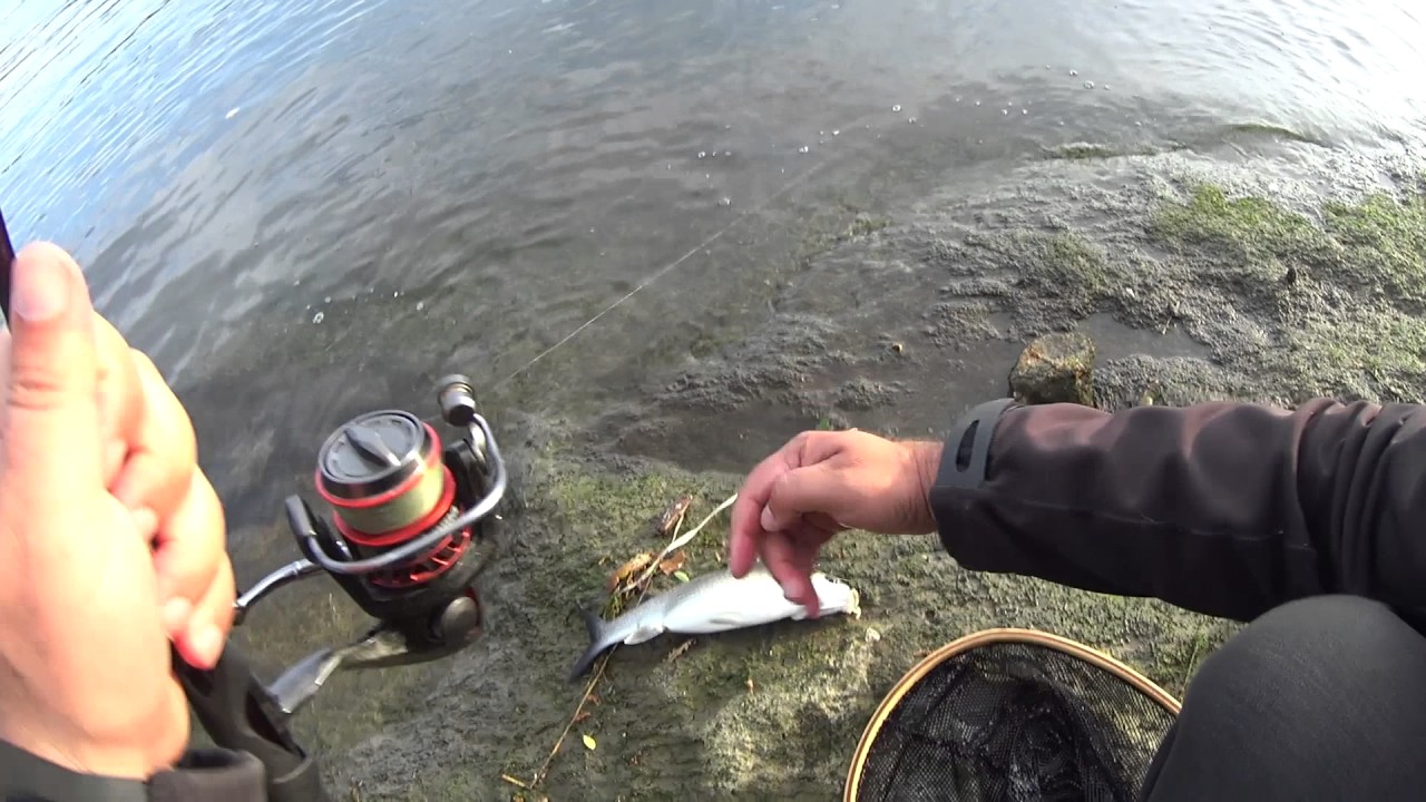 Fishing for Mullet in LRF - Pesca de Taínhas em LRF
