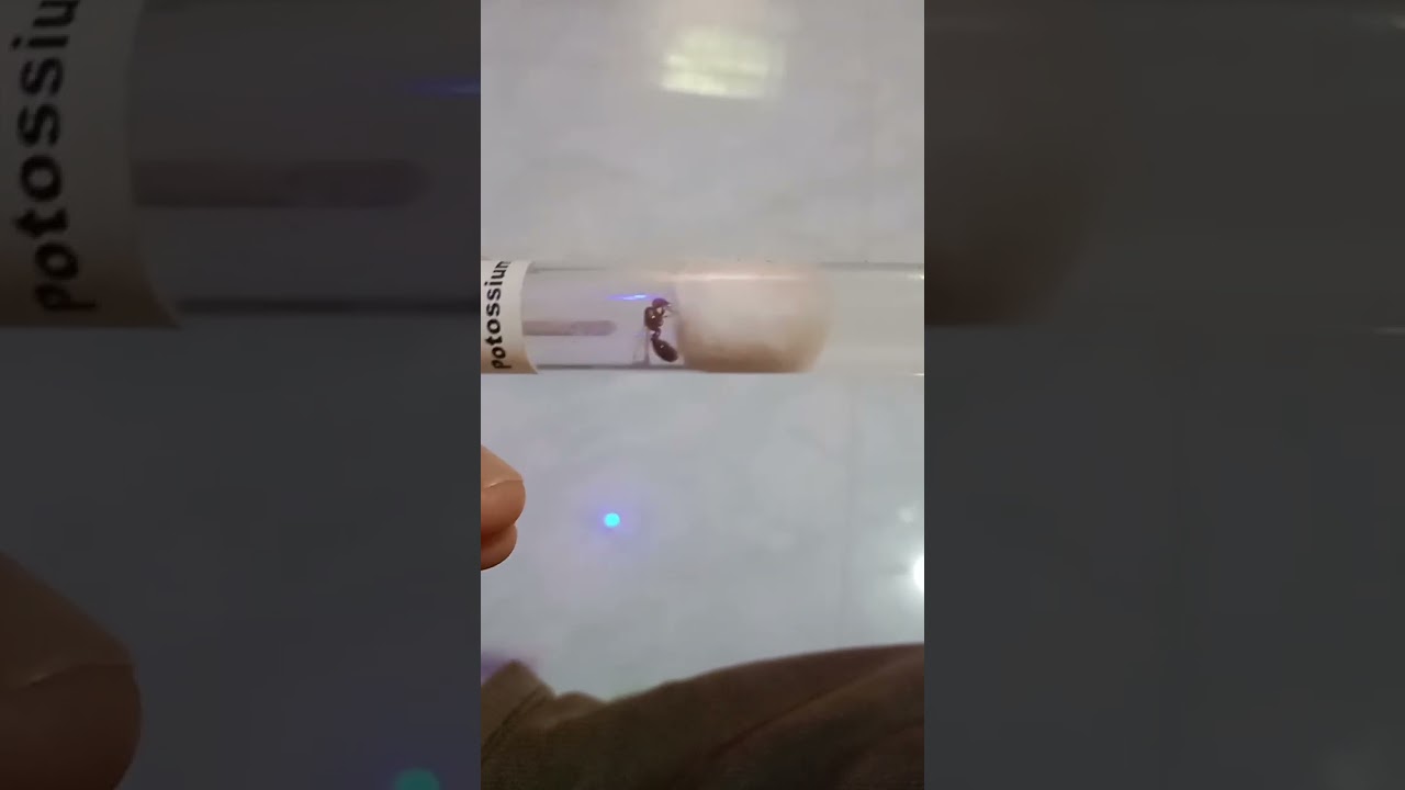 my first queen ant after nuptial flight|queen ant 😱|
