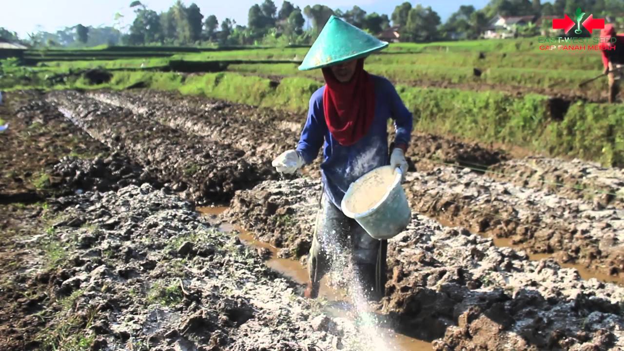 Bertanam Bawang Merah Biji