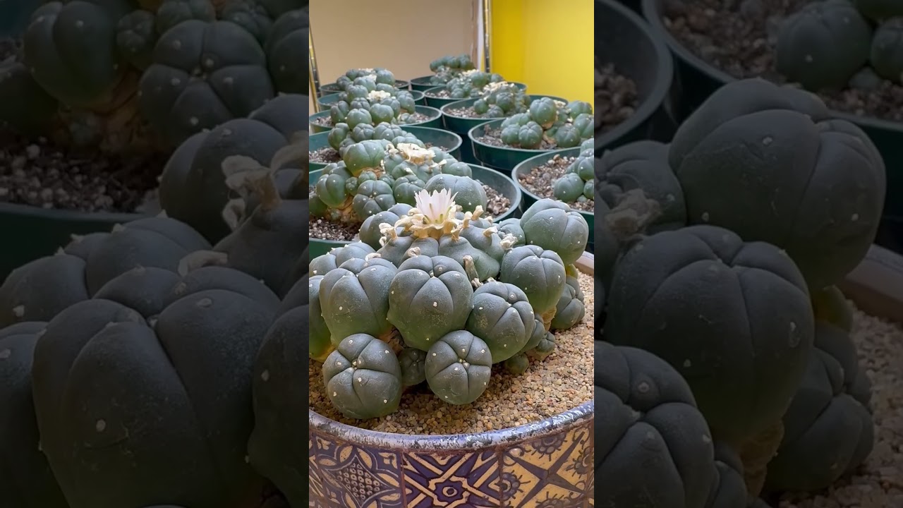 Peyote is a psychedelic cactus that is legal to grow in Canada.