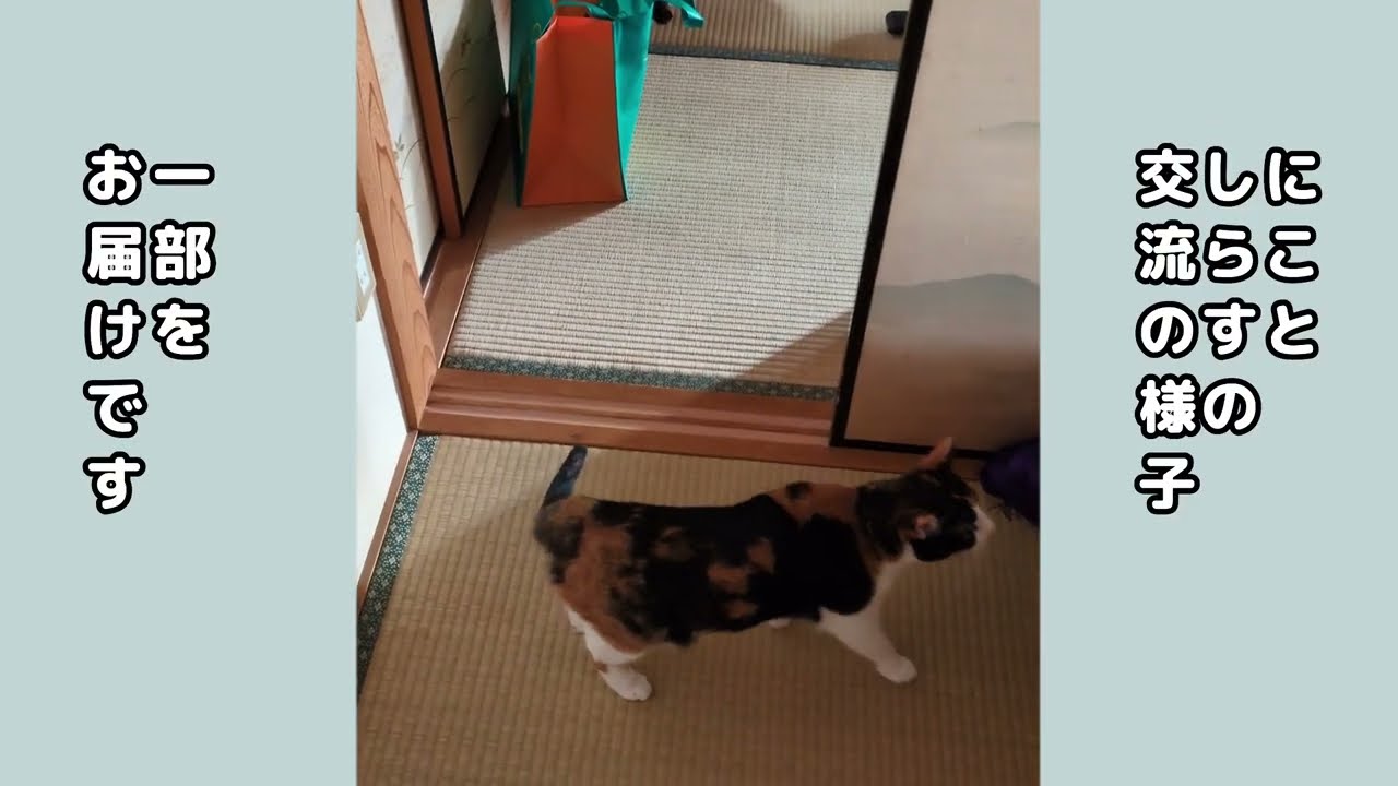 帰省中の末妹猫との交流録2025冬ver1