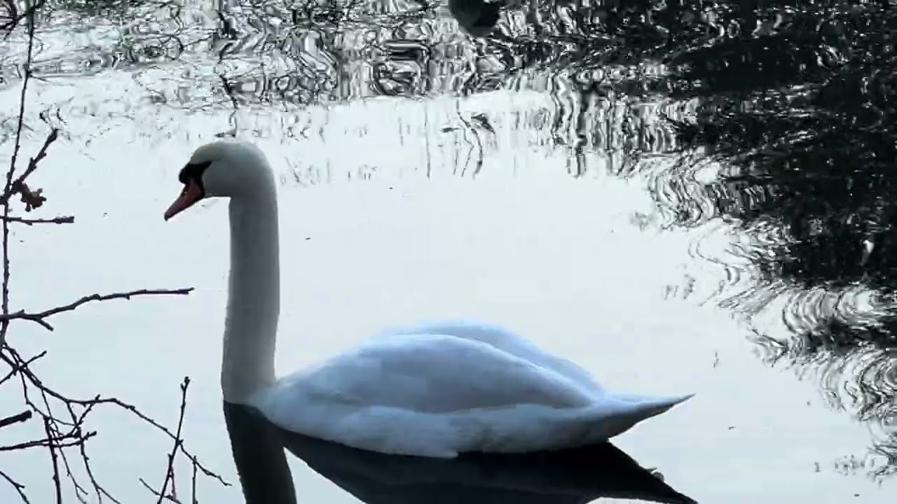 NATURAL BIRDS 🦢 BELGIUM 🇧🇪 