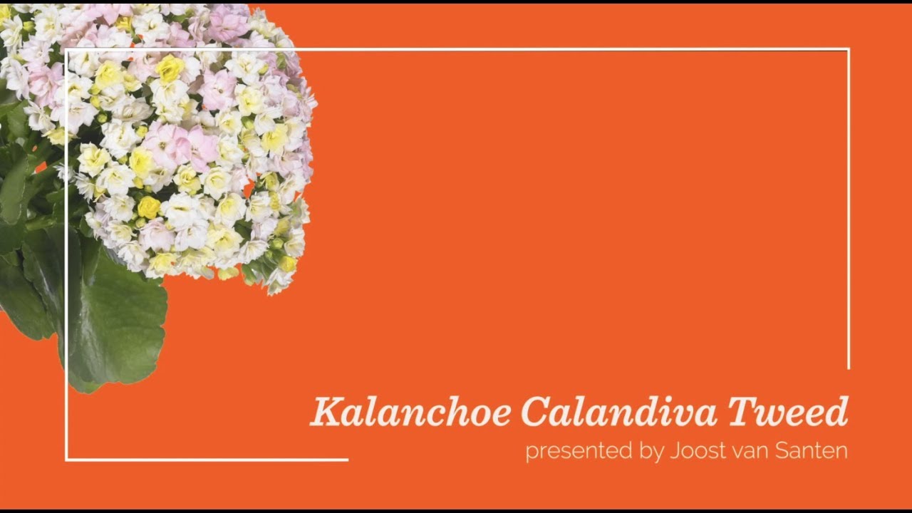 Flowertrials Highlight: Kalanchoe Calandiva Tweed. German Subtitels