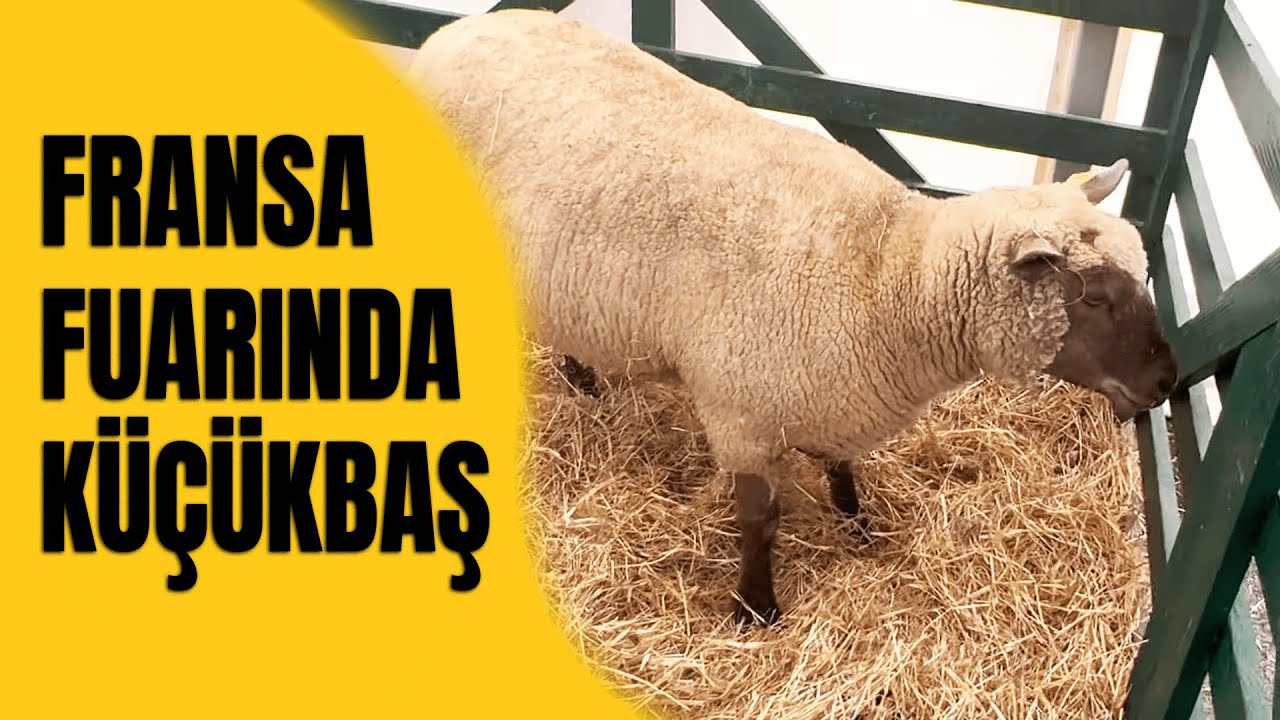 FRANSA FUARINDA KÜÇÜKBAŞ