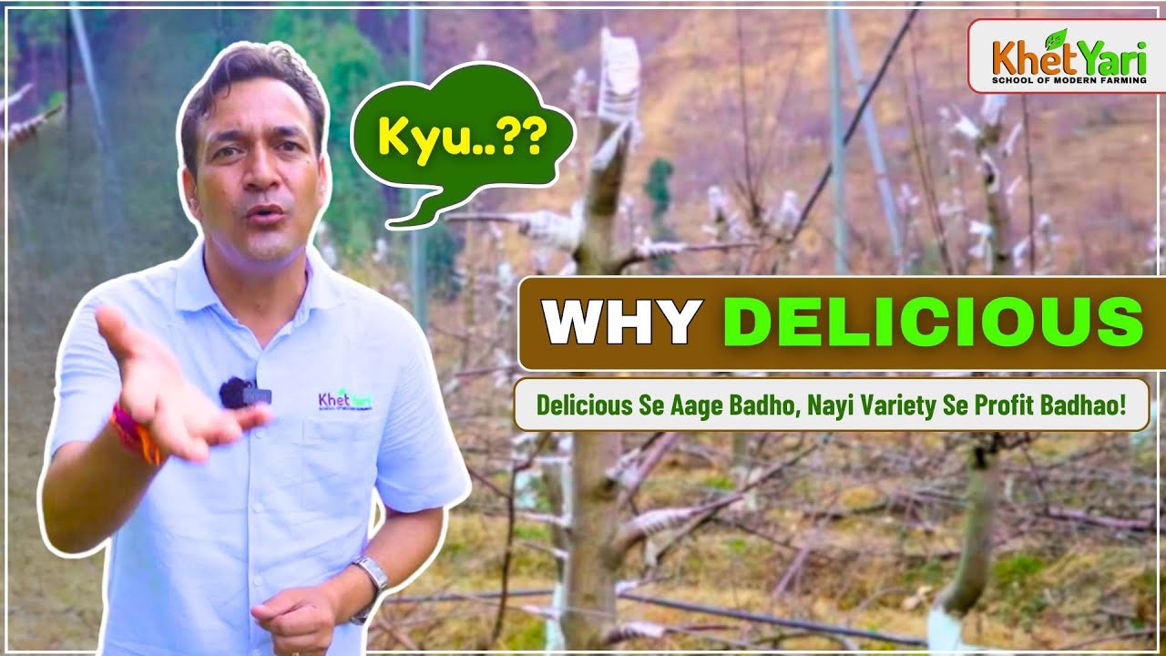 Delicious ko Replace Karo | Top Grafting | Delicious Apple Varitey | Jittu Chauhan