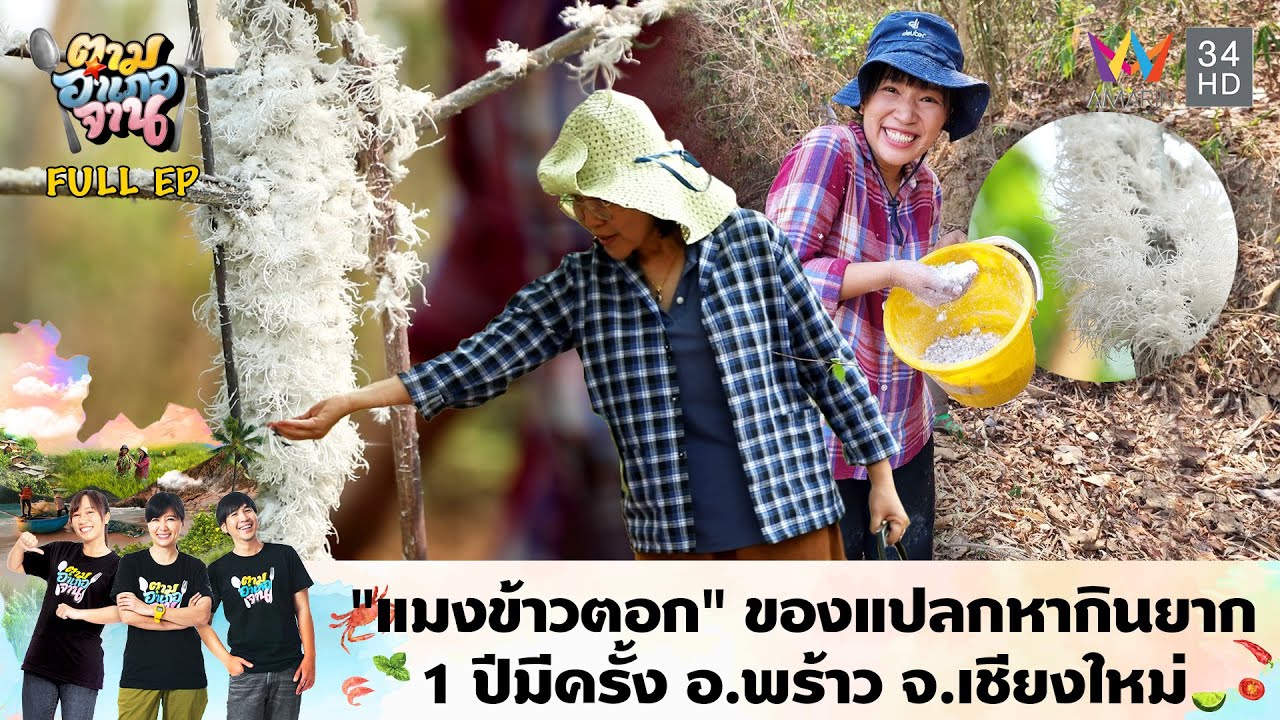 “แมงข้าวตอก” ของแปลกหากินยาก 1 ปีมีครั้ง อ.พร้าว จ.เชียงใหม่ | ตามอำเภอจาน | 16 ก.ค. 67 Full EP