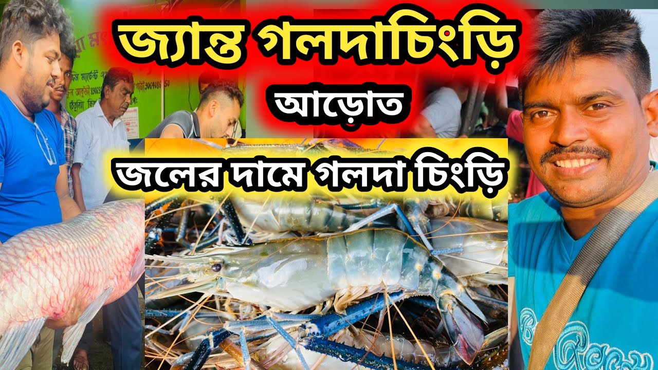 জ্যান্ত গলদাচিংড়ি মাছের পাইকারি বাজার #goldachingri #fishmarket