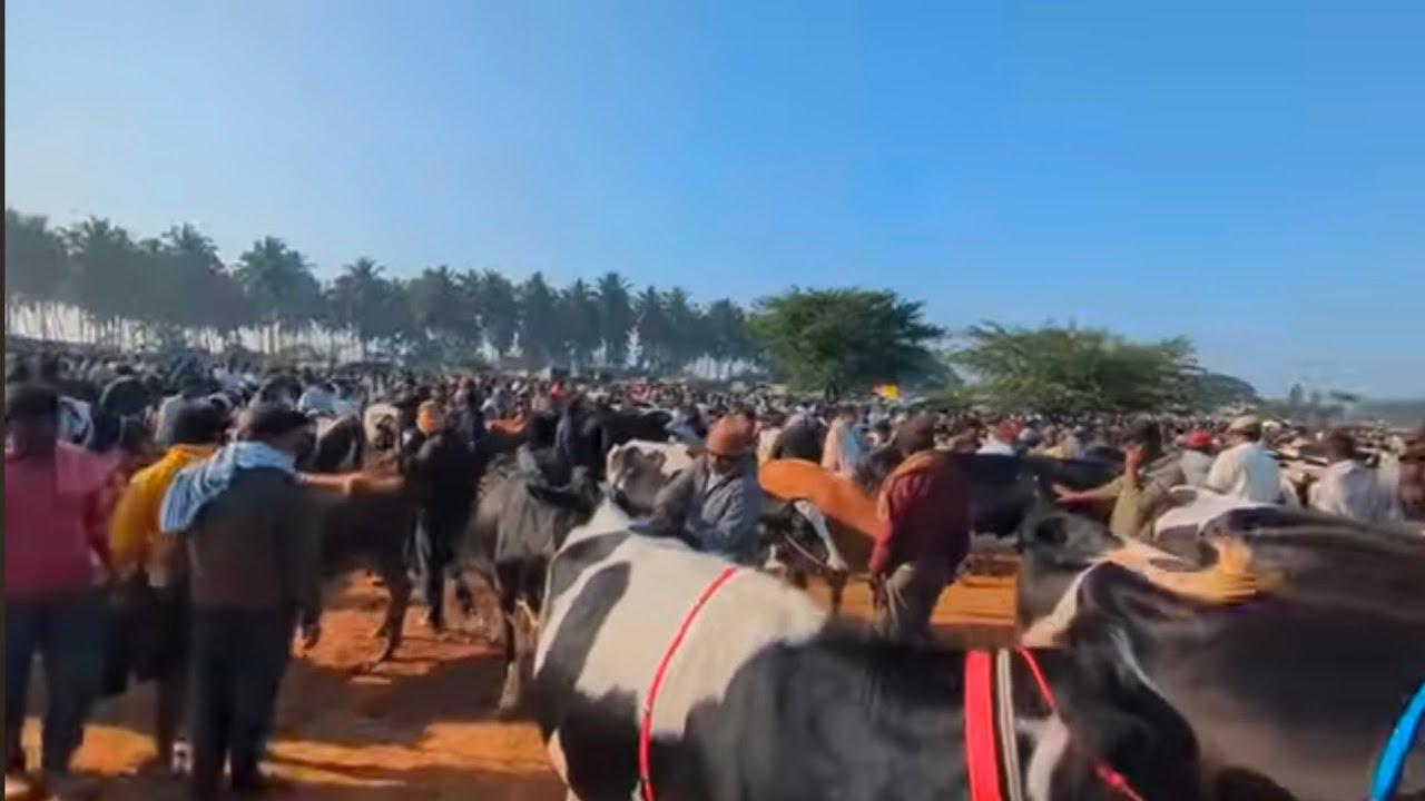Cow Market Chintamani Largest Dairy Cows & Calf Market in Karnataka 14th Dec 2025 