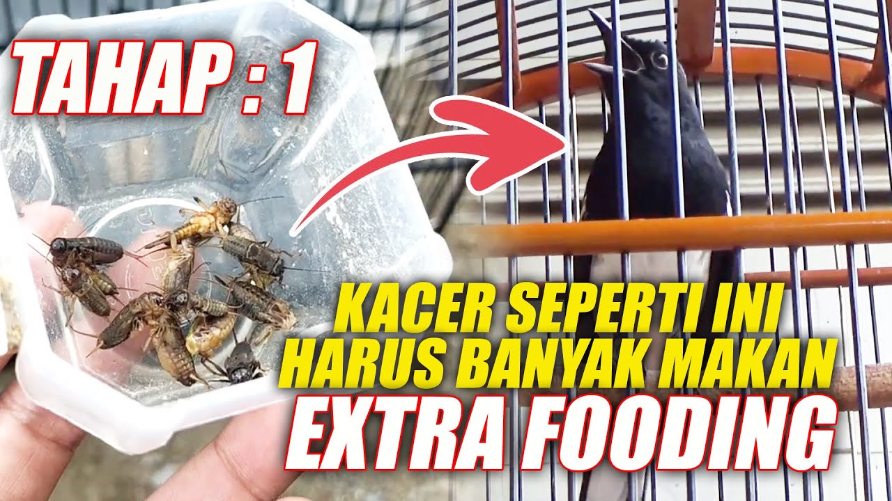 TAHAP 1 : KACER SEPERTI INI HARUS BANYAK MAKAN EXTRA FOODING ?? | CARA MERAWAT KACER | DR KACER