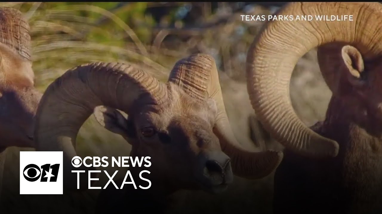 Bighorn sheep are disappearing in Texas, so wildlife biologists are stepping in