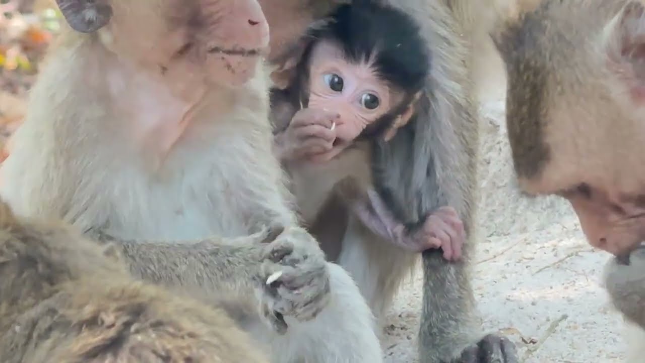 The Cry of a Baby Monkey That Just Needs Love