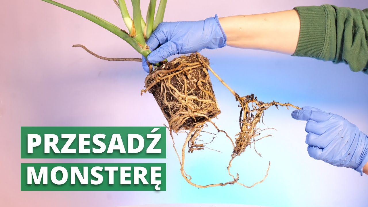 Jak przesadzić MONSTERĘ? Przesadzanie Monstery krok po kroku