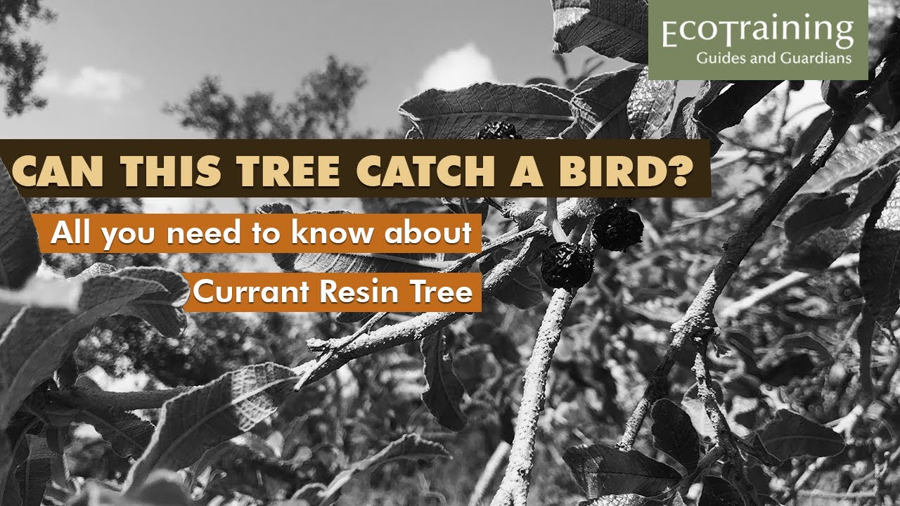 Flora Fridays: Currant Resin Tree | Ozoroa insignis