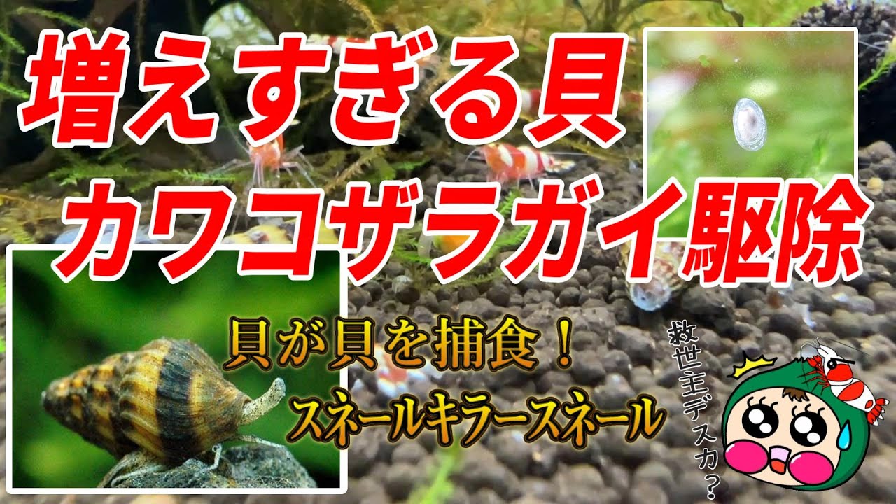 No.29【貝の駆除】スネール（カワコザラガイ）を駆除します！貝が貝を捕食する瞬間をタイムラプスで撮影しました