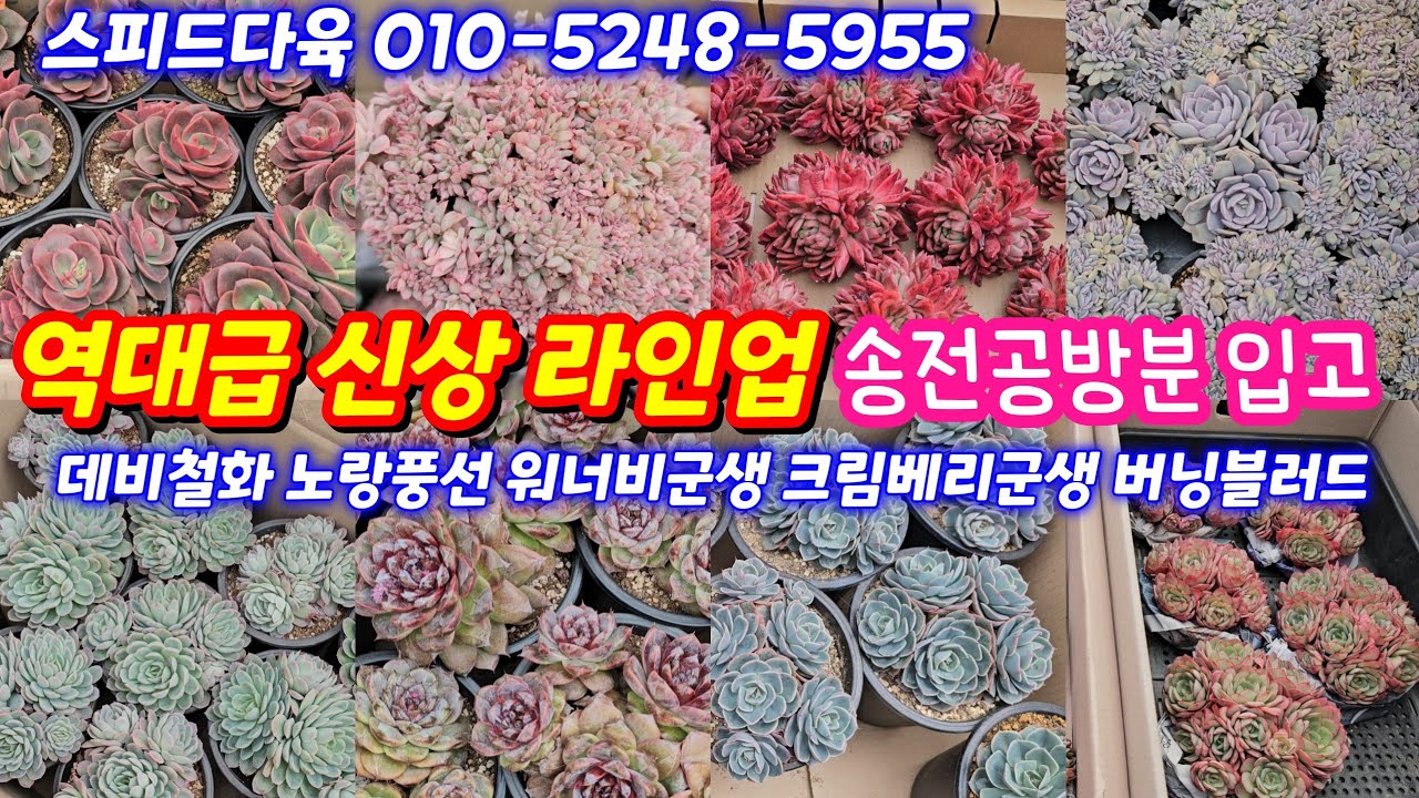 26.2.16🌹역대급 신상 라인업 노랑풍선대품 데비철화 워너비군생 크림베리군생 버닝블러드 라팔마대품 화이트팜철화 블랫블루아나금철화🌹 #스피드다육010-5248-5955 전국택배 
