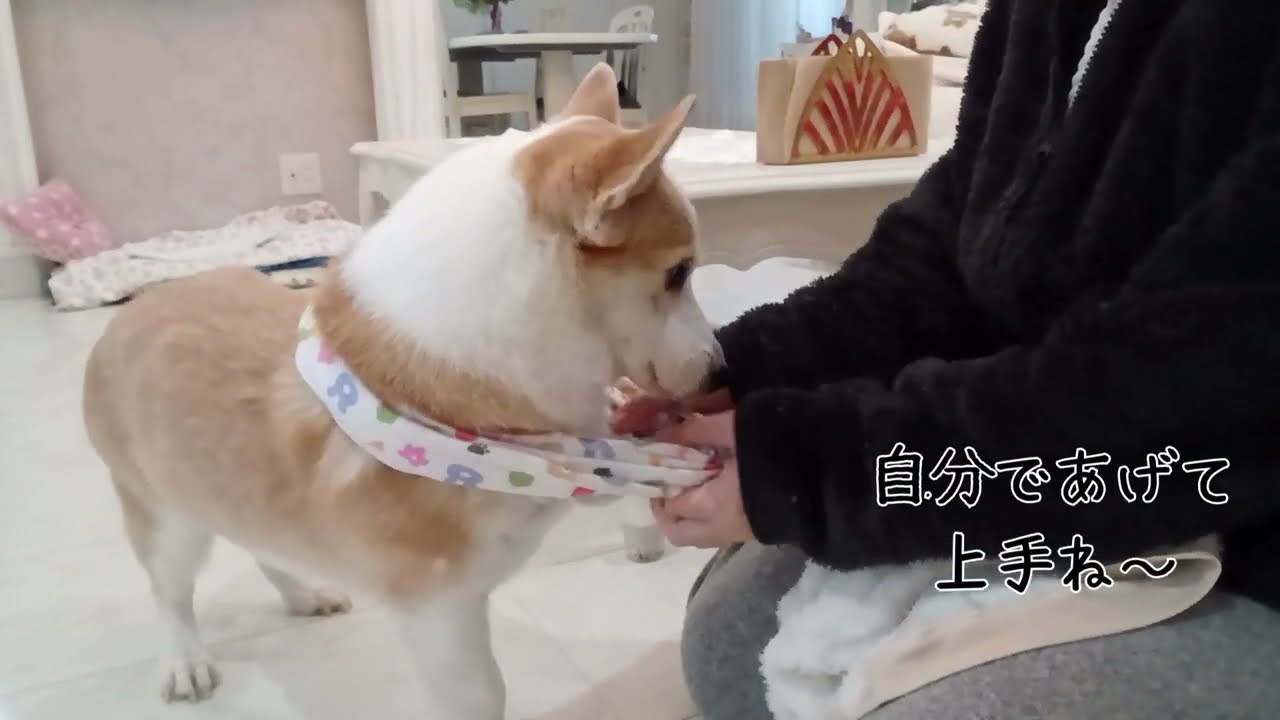 虚無コーギー？可愛すぎ！