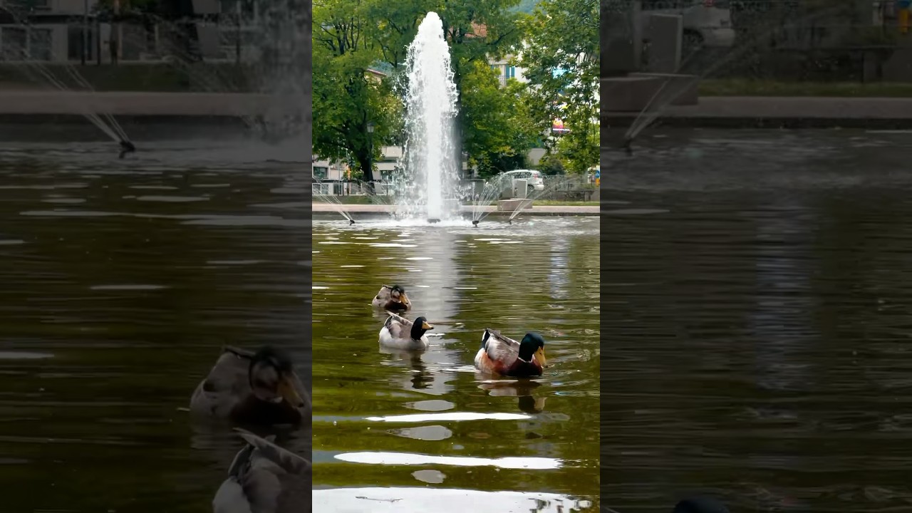 Ducks Enjoy a Serene Swim in the Park - Must Watch! #viral #shorts #duck