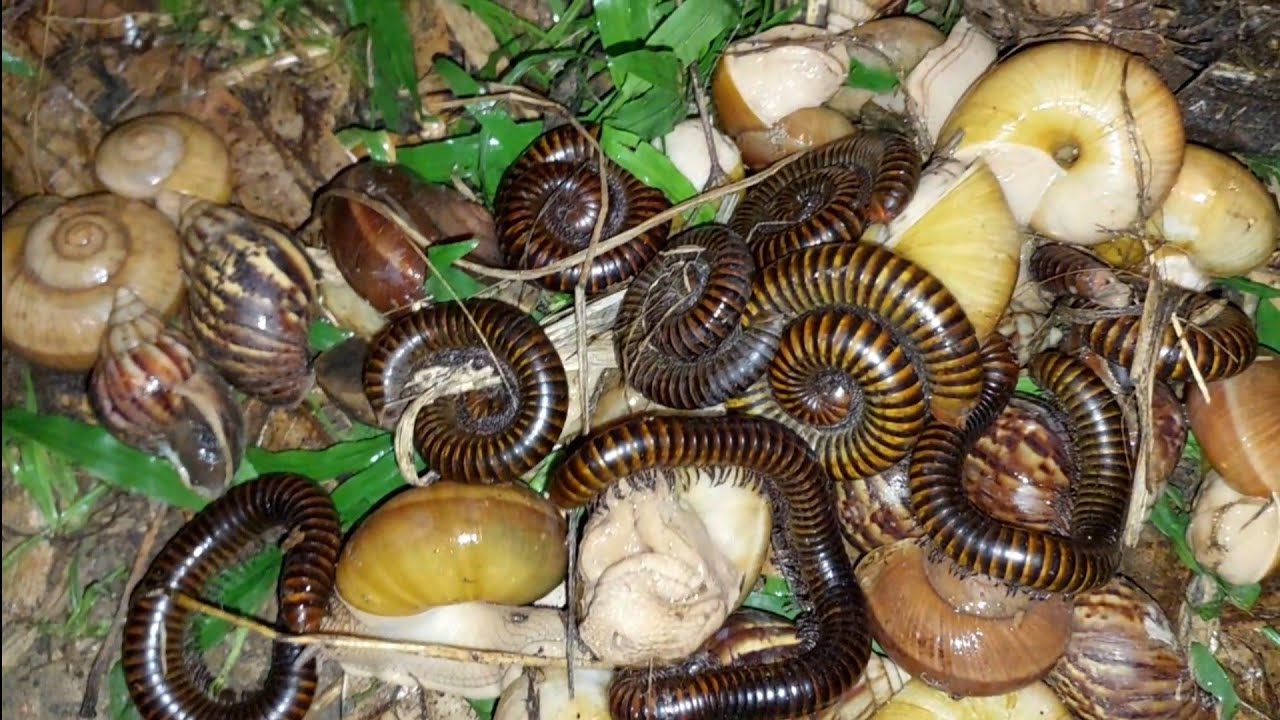 At night snails and millipedes come out to forage in the grass#insects#millipedes#snails#