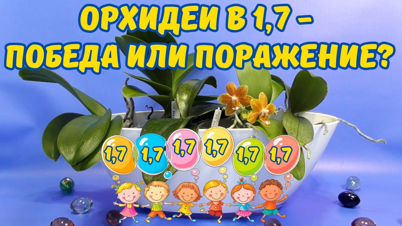 Орхидеи фаленопсис в 1,7. Проблема или победа?