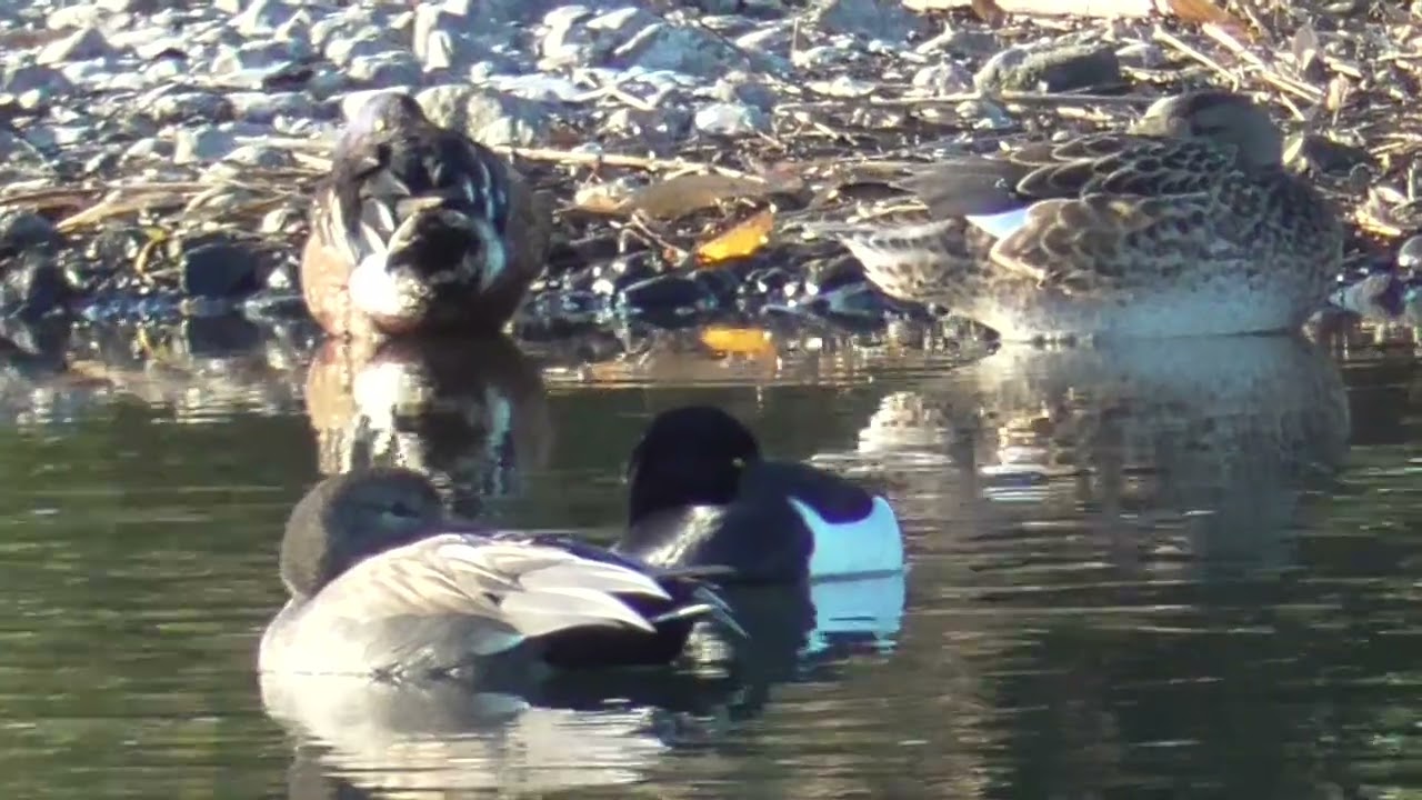 Y0053　Oita River　A female Gadwall chases away a male Northern Shoveler that is resting　Tufted Duck