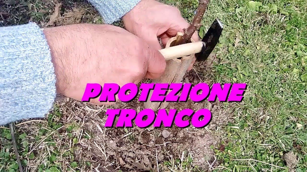PROTEGGERE IL TRONCO DI UN ALBERO DAI DANNI ACCIDENTALI DEI DECESPUGLIATORI