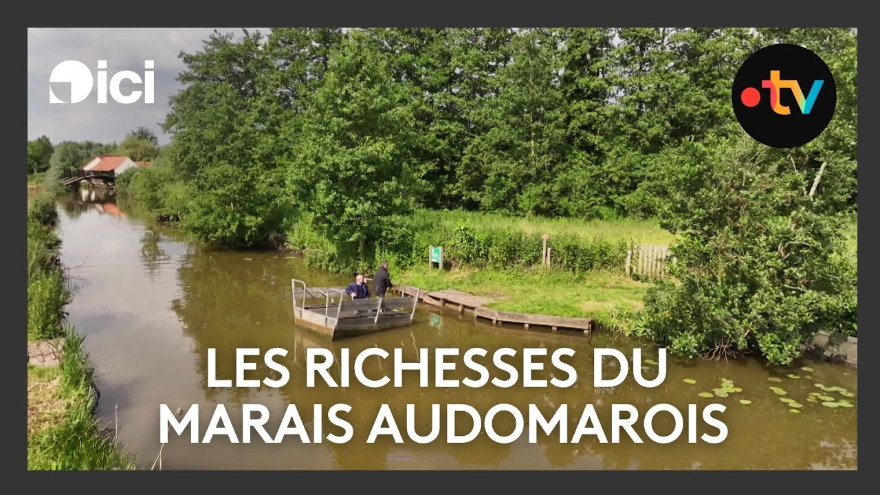Les richesses du marais audomarois.