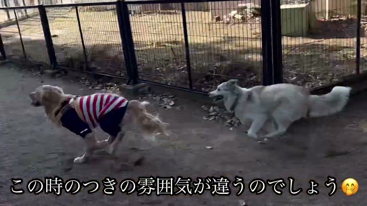 【嬉しさ響く声❣️】ゴールデンレトリバー３才
