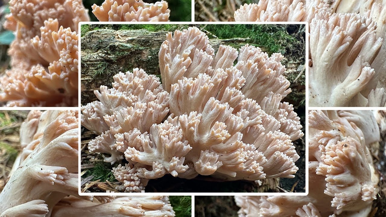 Bauchwehkoralle oder Krause Glucke? Verwechslung & Portrait | Blasse Koralle, Ramaria pallida