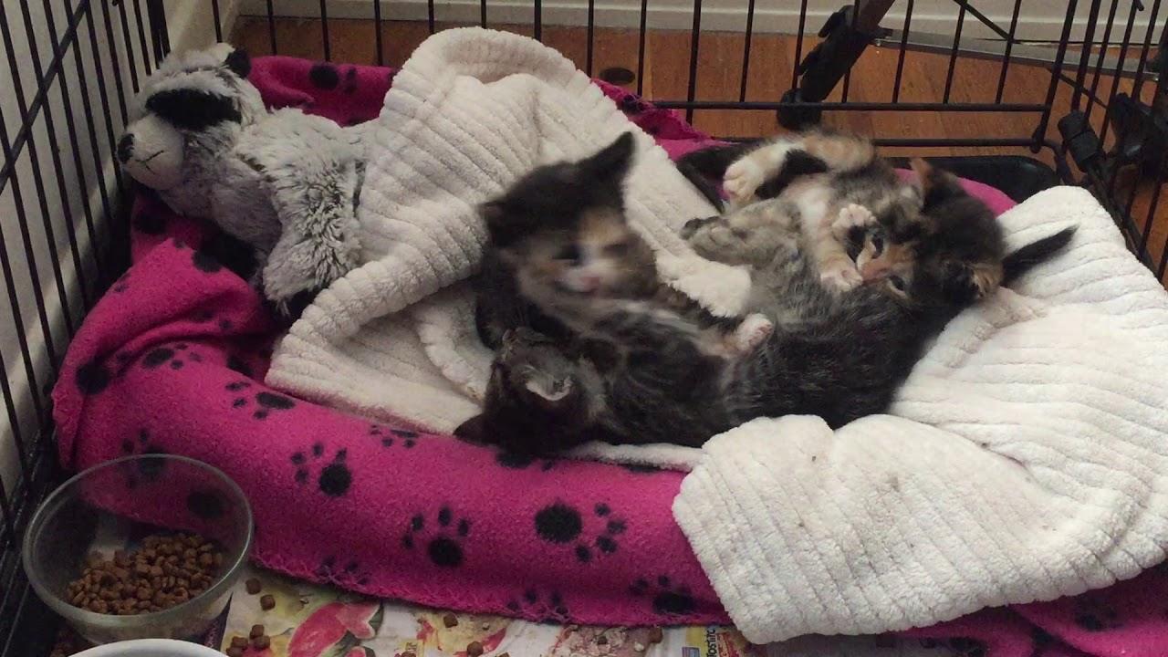 Monica, Rachel & Phoebe Wrestling #TBT #kittens #kittensmeowing
