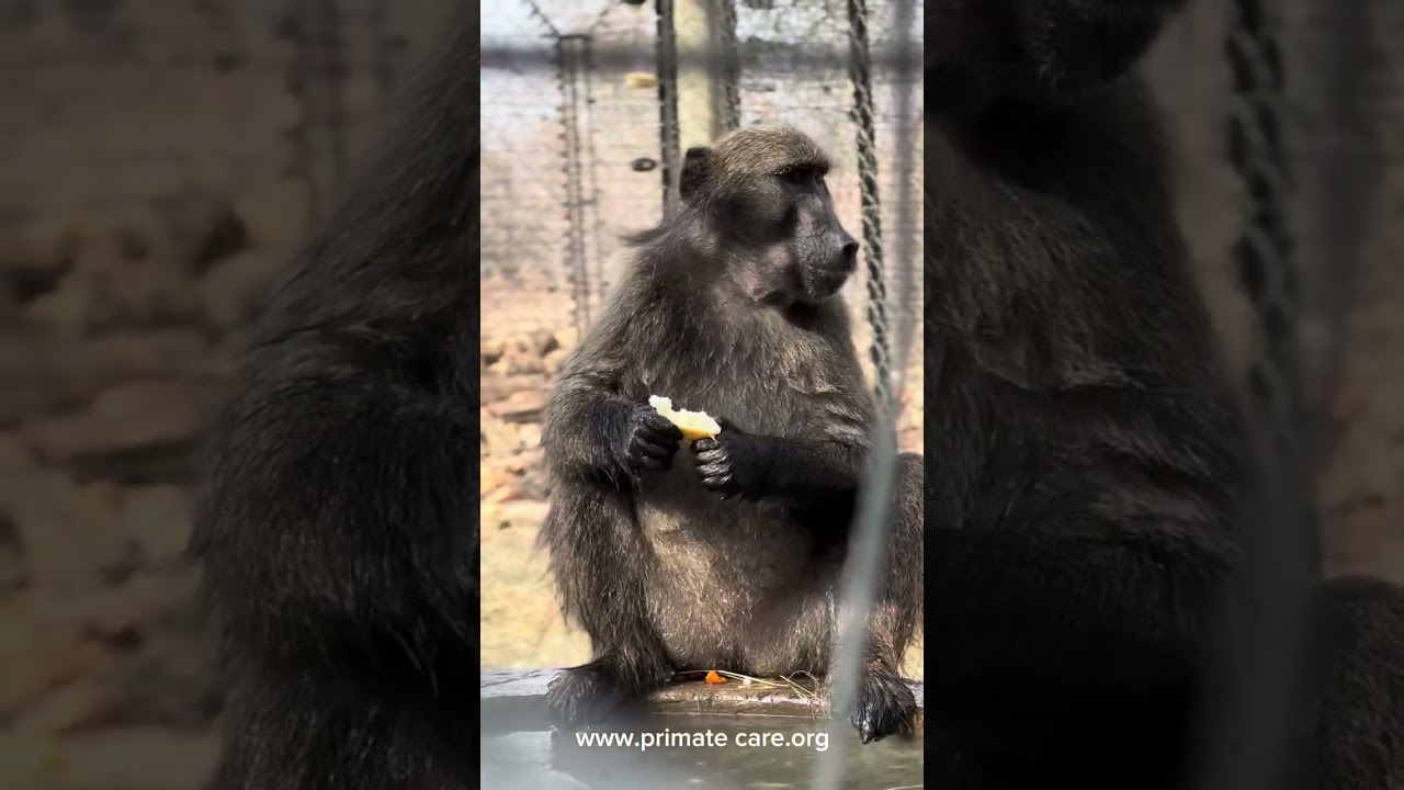 Baboons Washing & Peeling Their Veggies!