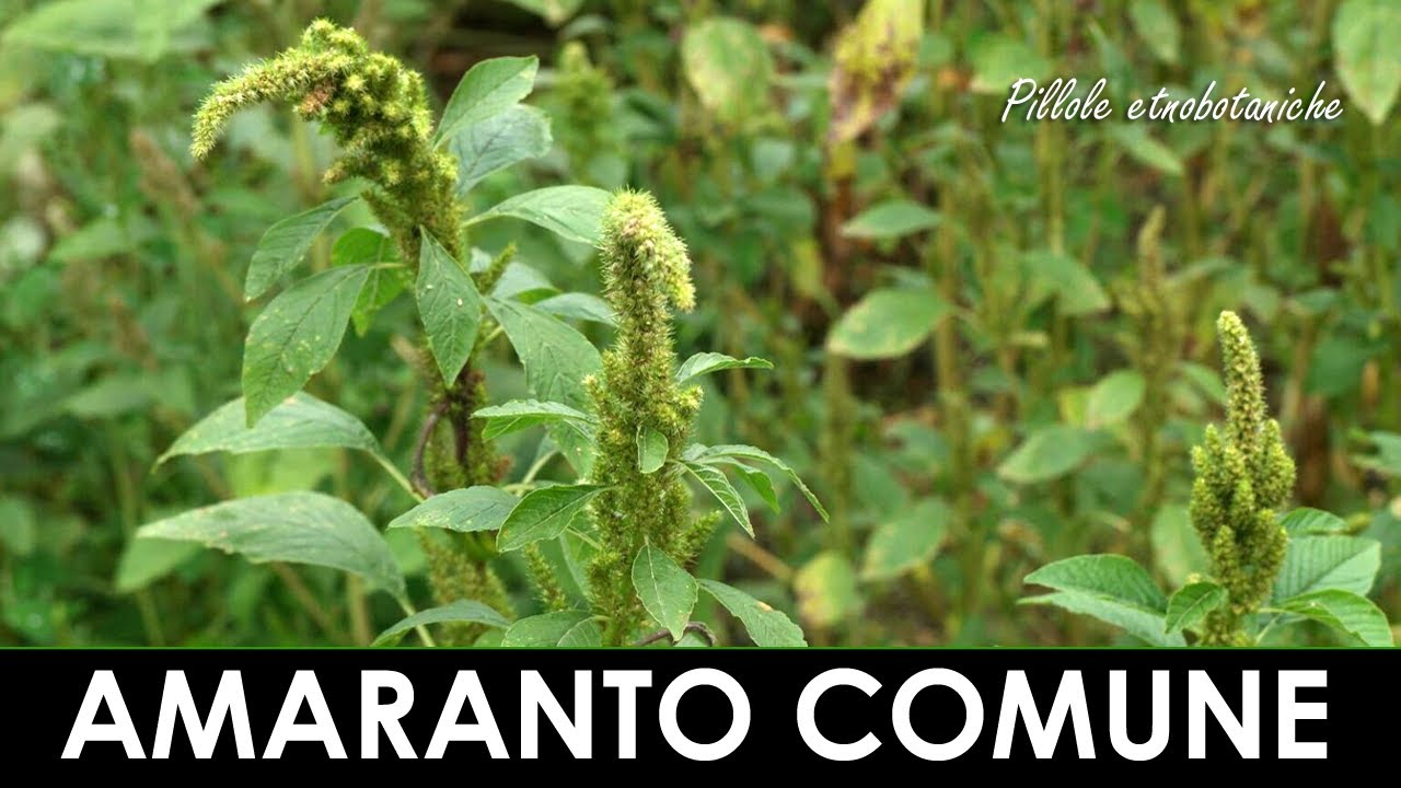 PILLOLE ETNOBOTANICHE - L'amaranto, un grano non grano