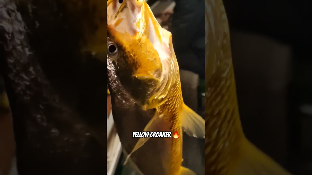 Back-to-Back Yellow Croaker Strikes on the Line | 