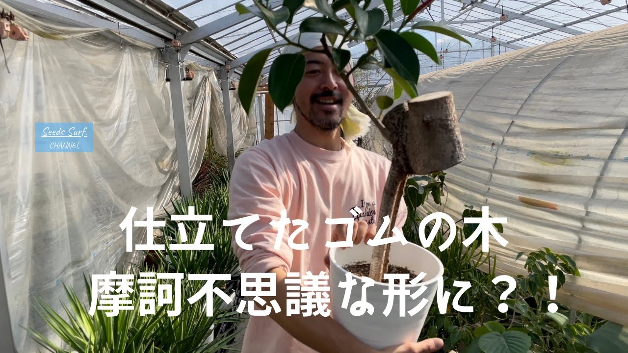 【職人技！】仕立てたゴムの木をご紹介します♪
