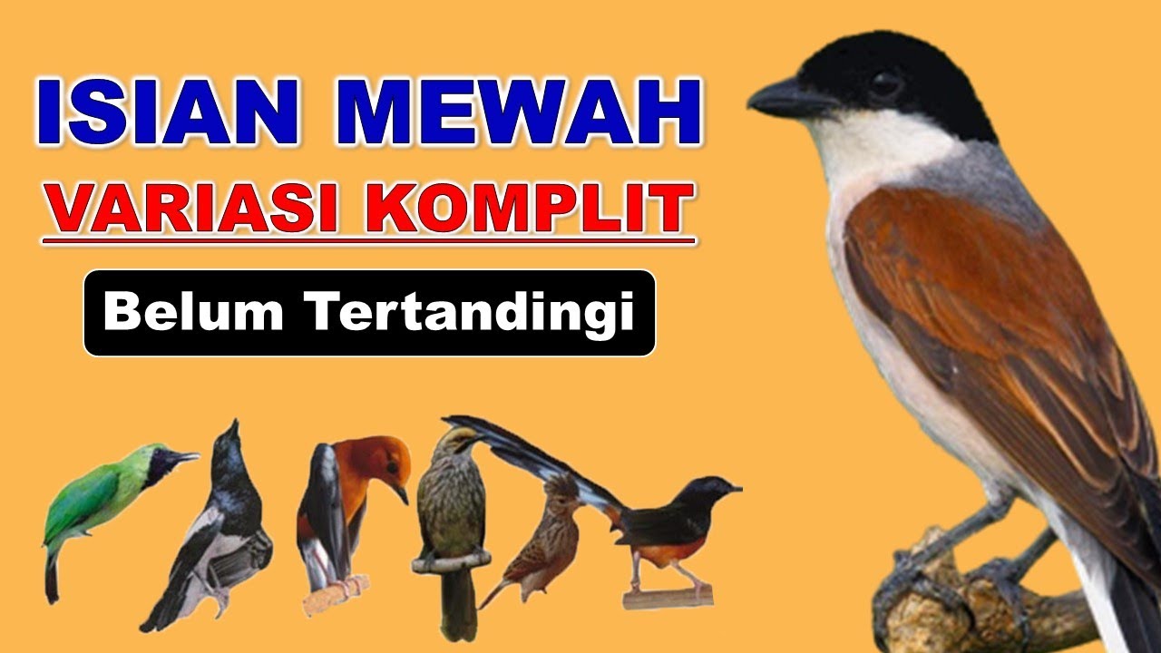 Isian Cendet Juara Nasional ❗ Masteran Cendet Full Isian Mewah Terbaru 2022, Masteran Cendet Variasi