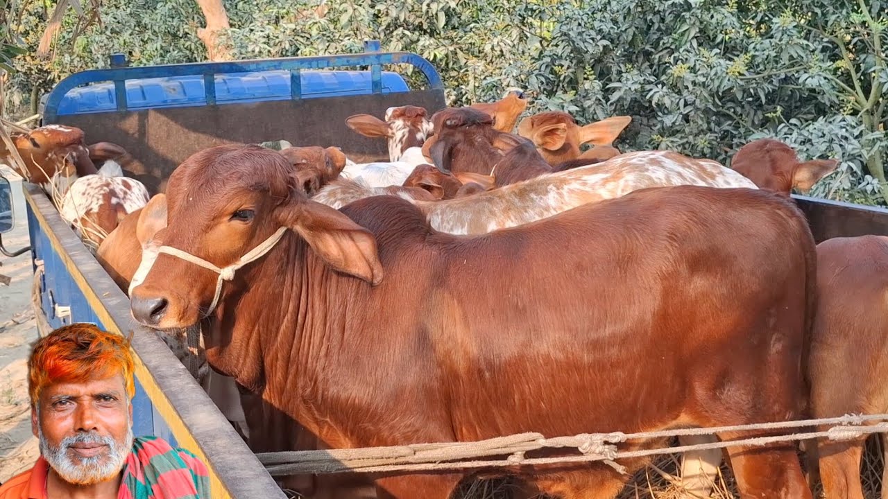 ২৫ ফেব্রুয়ারি 2026| ভোলার খামারী কেমন দামে কিনলেন ১৫ টি শাহীওয়াল জাতের ষাঁড় বাছুর গরু 