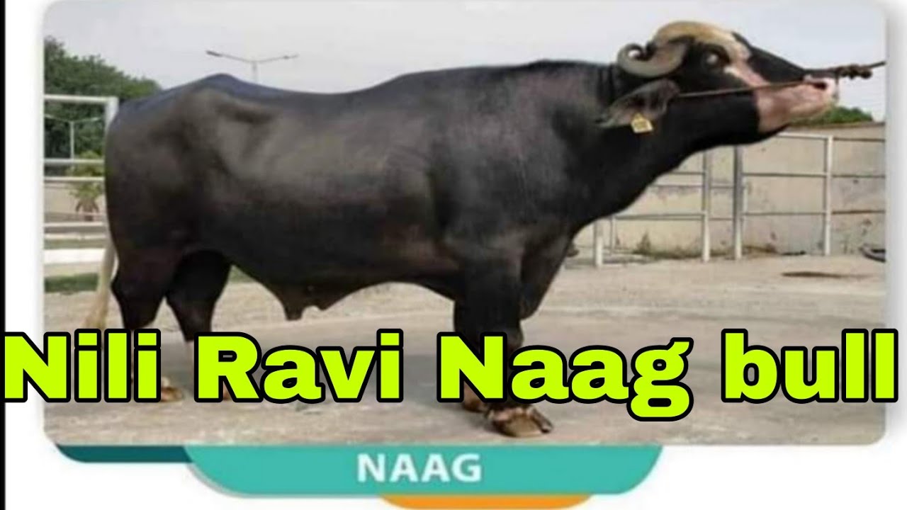 Nili ravi Naag bull detail