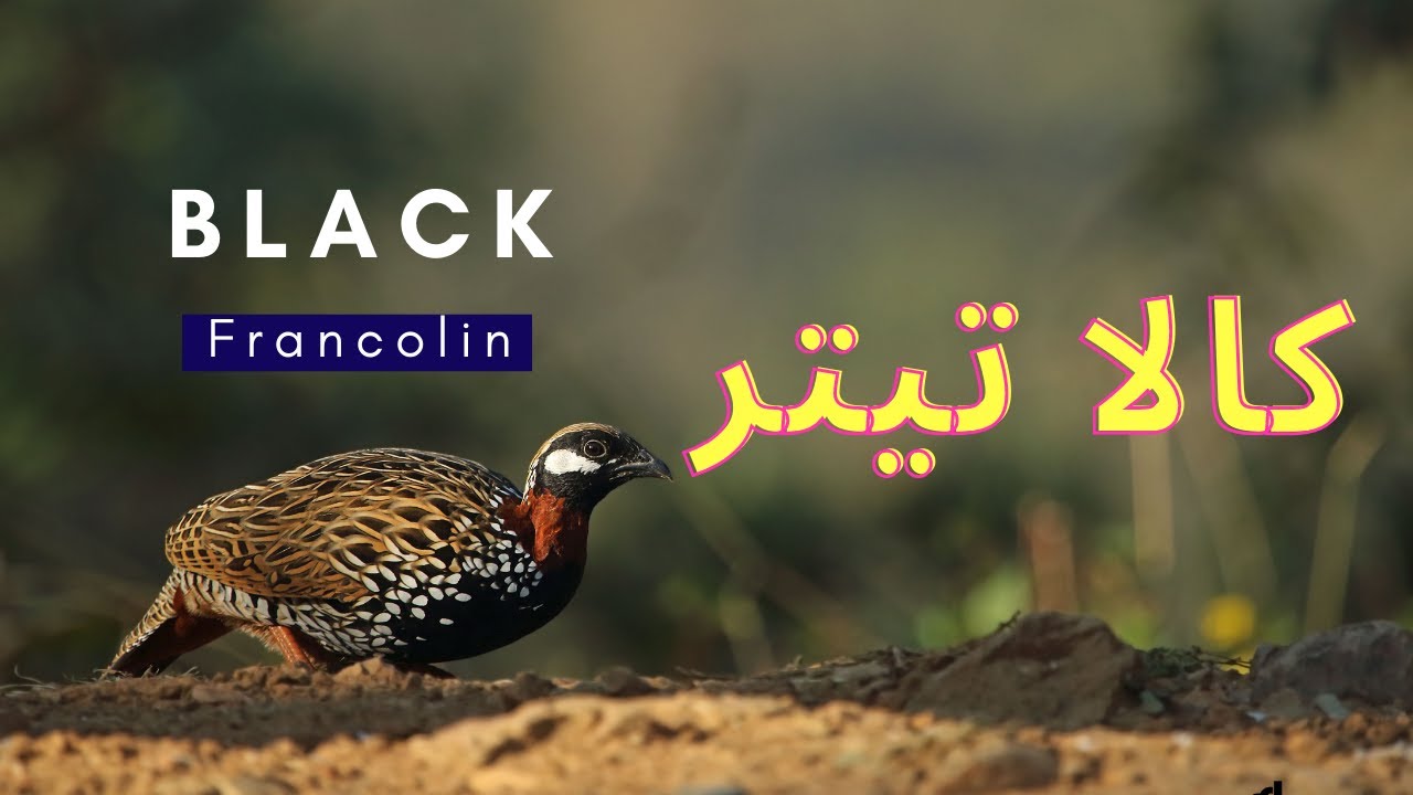 Black francolin | Kala Teetar | Birds | No Copyright Video
