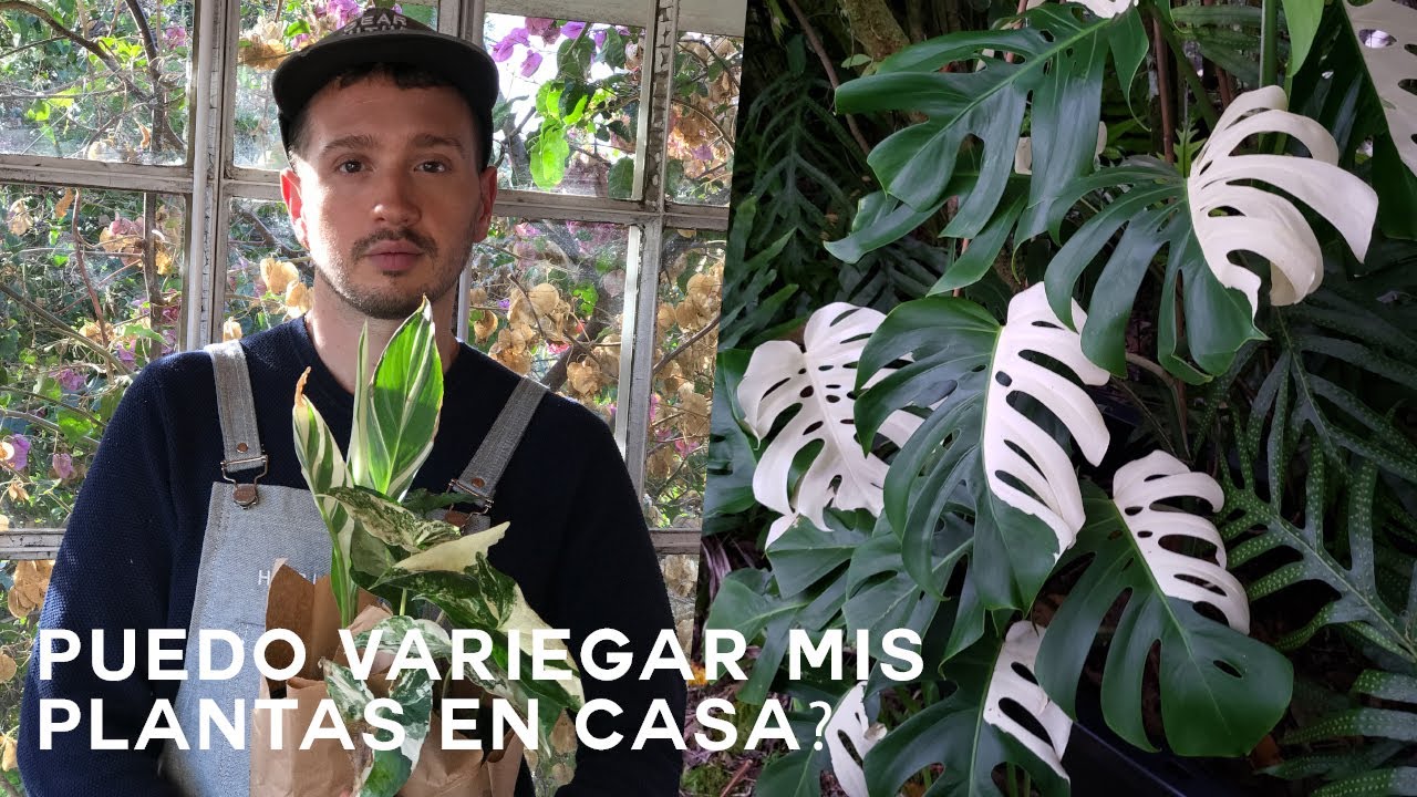 Puede mi planta perder el variegado? Cuidados y tips de Plantas variegadas