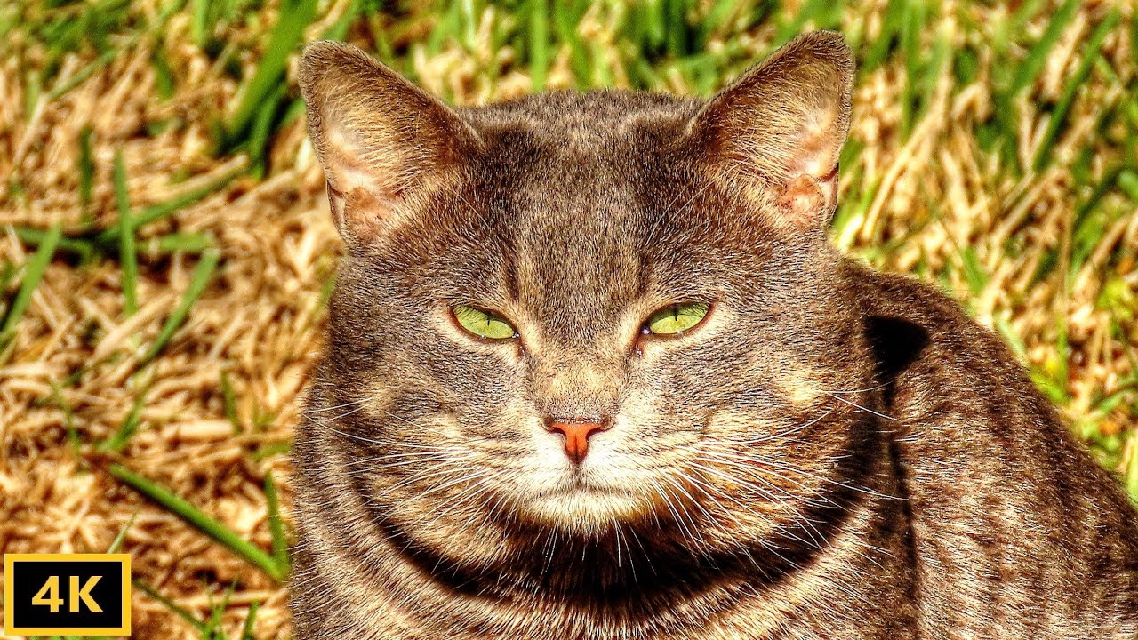 Feral Cat Stalks Bobcats