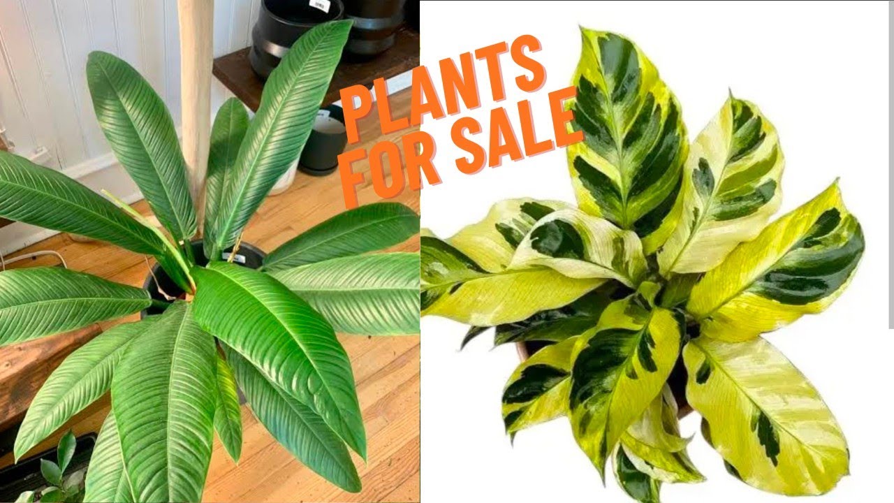 Plants for sale, limited stock only, order now#youtube #gardening #plantsale #sales 
