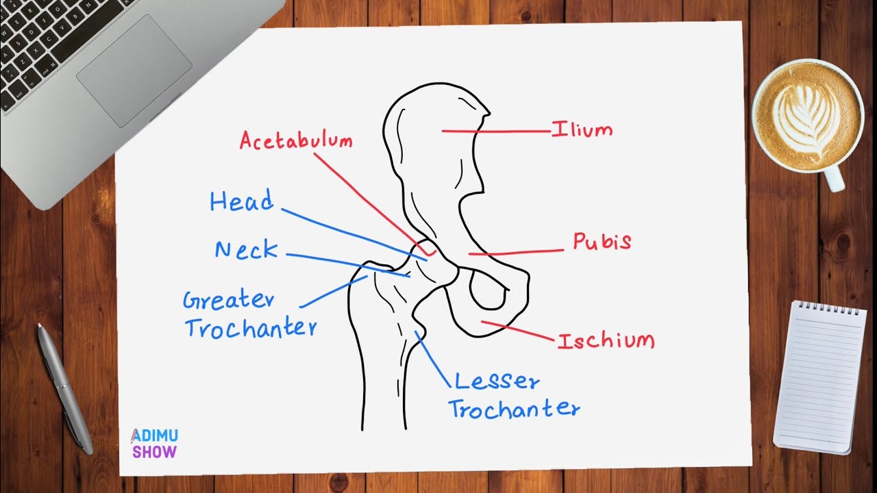 How to Draw Hip Joint Bones Step by Step | Easy Anatomy Drawing Tutorial