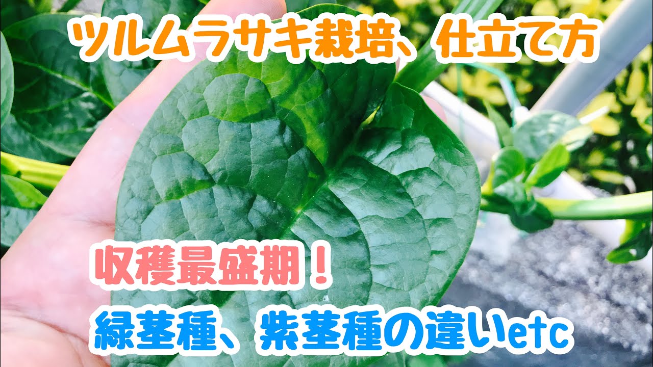 動画で家庭菜園『ツルムラサキ栽培、仕立て方…収穫最盛期！緑茎種、紫茎種の違いetc』H30.7.15