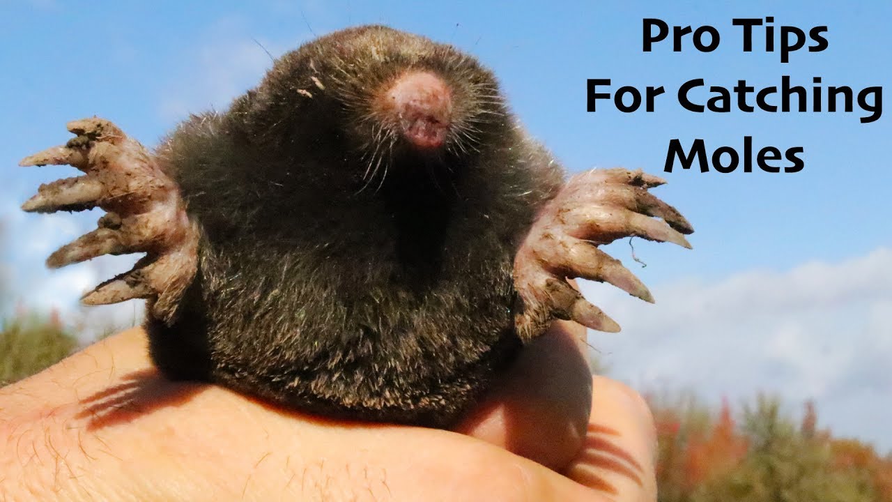 Pro Tips For Catching More Moles:  Will Wild Animals Eat Moles?  Mousetrap Monday