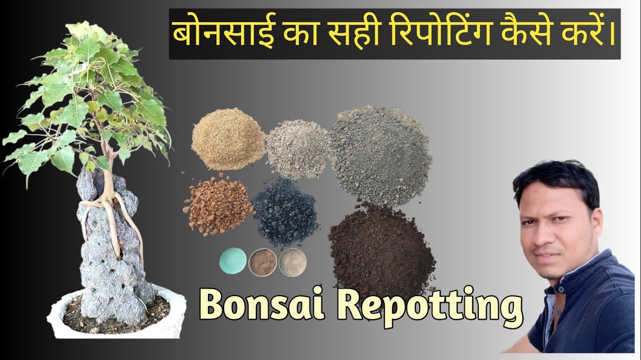 बोनसाई ट्री का सही रिपोटिंग करने का तरीका जानें || How To Repot a Bonsai Tree for Beginners ||