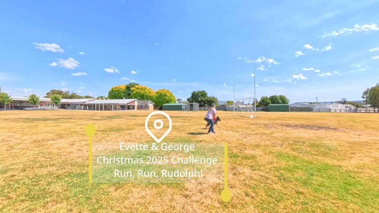 Urban Mantrailing Christmas Special | George the GSD Saves Christmas at Goulburn North