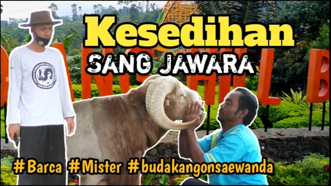 KESEDIHAN SANG JAWARA, ADA POLISI ??? Eps. # Datangi Padepokan Budak Angon Saewanda