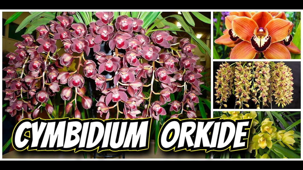 SİMBİDYUM ORKİDE ÖZELLİKLERİ ve BAKIMI  //  Cymbidium Orchid Care